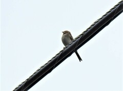 Spizella passerina