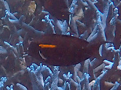 Acanthurus olivaceus