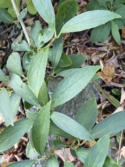Aronia arbutifolia