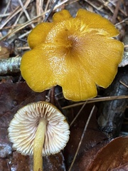 Entoloma formosum