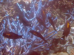 Acanthurus olivaceus