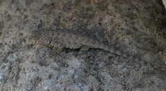 Sceloporus merriami