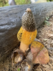Phallus luteus