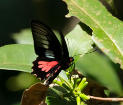 Parides neophilus