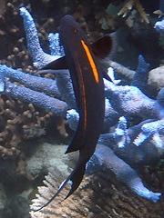 Acanthurus olivaceus