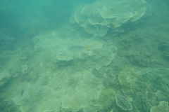 Lutjanus carponotatus