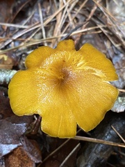 Entoloma formosum