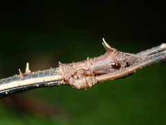 Stheneboea repudiosa