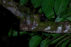 Arctogalidia trivirgata