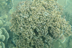 Montipora