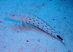 Parapercis hexophtalma