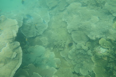 Lutjanus carponotatus