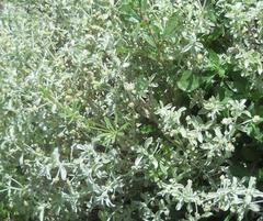 Mercurialis tomentosa