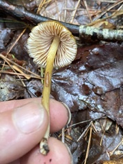 Entoloma formosum