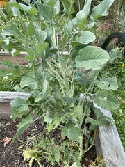 Brassica oleracea