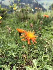 Crepis aurea