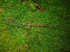 Stheneboea repudiosa