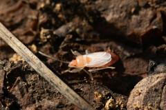 Eremocoris semicinctus