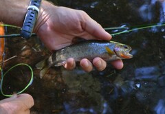 Oncorhynchus clarkii