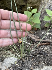 Allium schoenoprasum