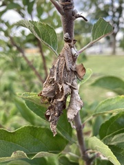 Thyridopteryx ephemeraeformis