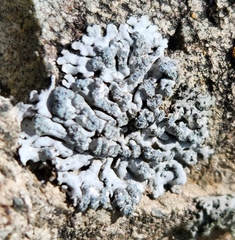 Physcia dubia