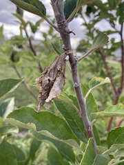 Thyridopteryx ephemeraeformis