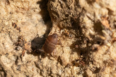 Myrmecophilus