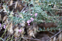 Cyphomeris gypsophiloides