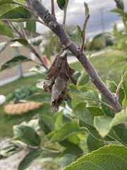 Thyridopteryx ephemeraeformis