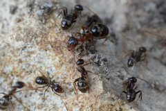 Formica subpolita