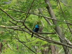 Stilpnia cyanicollis