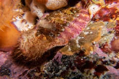 Placiphorella velata