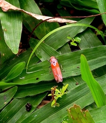 Bothrogonia addita