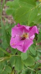 Merhynchites bicolor