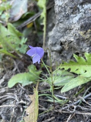 Campanula intercedens
