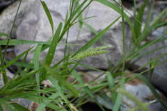 Setaria grisebachii