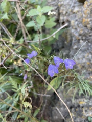 Campanula intercedens