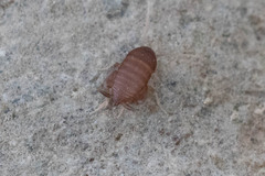 Myrmecophilus