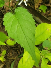 Eurybia divaricata