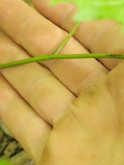 Eurybia divaricata