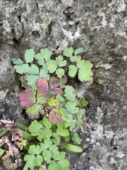 Aquilegia canadensis