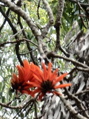 Erythrina