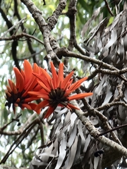 Erythrina