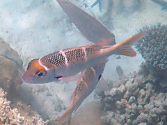 Monotaxis heterodon