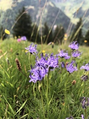 Phyteuma hemisphaericum