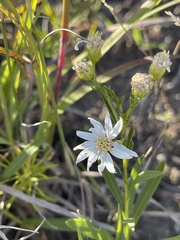 Solidago ptarmicoides