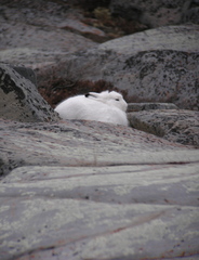 Lepus arcticus