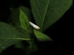 Neocenchrea heidemanni