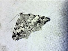 Macaria pinistrobata